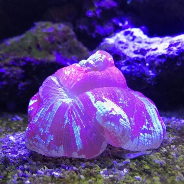 Seachem Reef Buffer 500gr Acuario Marino Corales Peces - Image 2